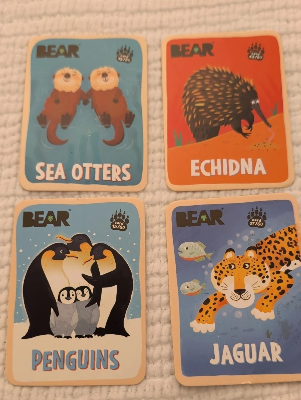 Bear Snacks animal cards Animal Learning Cards Set